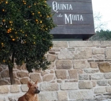 Quinta da Moita