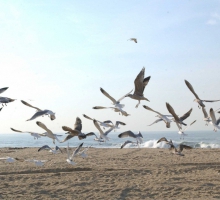 Praia do Paraíso